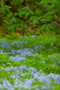 Phlox and Mayapple at White Oak Sink in the Spring