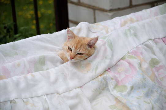 The Ginger Cat 