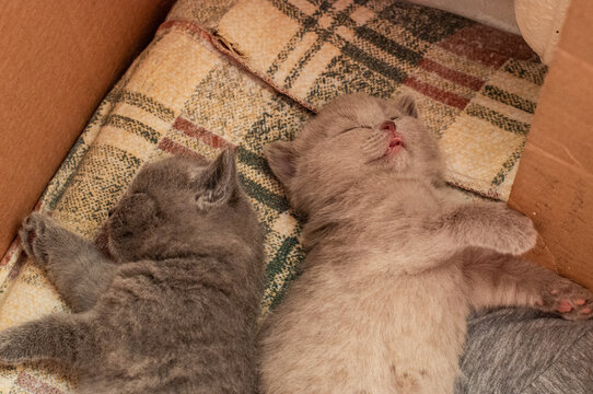 The Kittens