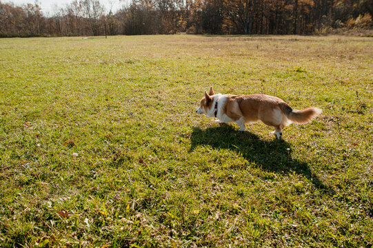 Corgi Dog