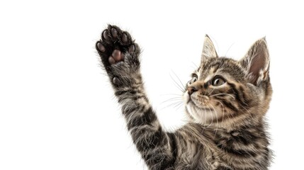 Cat Giving High Five, Isolated On White
