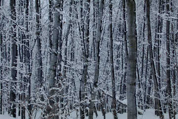 Obraz premium 雪国の冬の風景