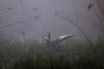 Greylag Goose in the fog, Anser Anser, floats on the water in its natural habitat, a beautiful water bird swims calmly on the water, a high-pressure water bird, a bird under protection