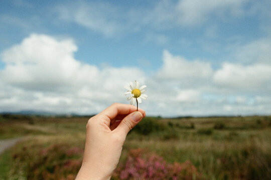 A woman's hand holding a white flower
