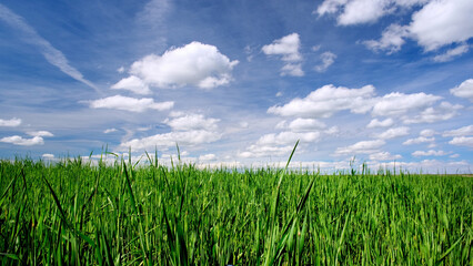 Idyllic Countryside: 4K Ultra HD Image of Spring Wheat Field under Cloudy Sky