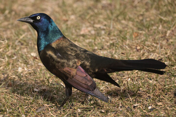 Grackles on spring grass shining in the sun
