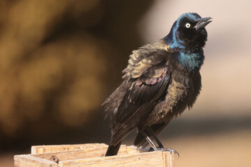 Grackles on spring grass shining in the sun