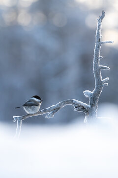 Grey  bullfinch on a tree branch
