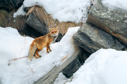 Lonely red fox in winter