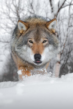 Grey norwegian wolf 