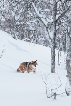 Grey norwegian wolf 