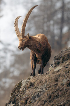 Alpine Ibex in Italy