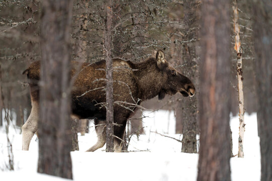 Prominent moose walks through a forest.