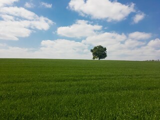 Single tree on green meadow with clouds on blue sky