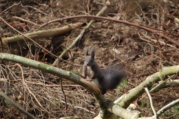 Eichhörnchen