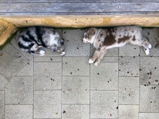 Two eleven week old Australian shepherd puppies sleeping
