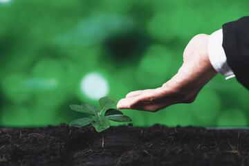 Businessman grow and nurture plant on fertilized soil concept of eco company committed to corporate...