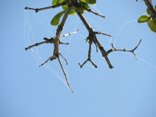 spider on a branch