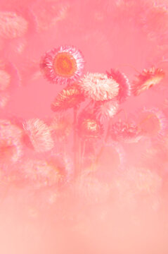 Pink vase of trippy flowers
