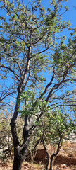 tree in the sky