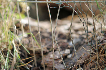 bent wire after breaking into the chicken coop