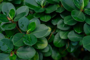 fresh green leaves background.