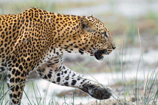 Leopard walking around in wilpattu national park.