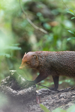 Ruddy mongoose in forest
