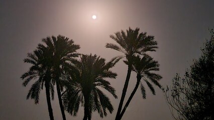 palm trees at sunset, palm trees in night