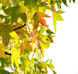 Yellow and orange autumn leaves, maple leaves in sunlight with raindrops