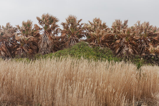 Reeds and palm leaves that dried up.