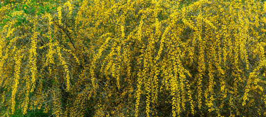 Acacia saligna in bloom with yellow flowers outdoors