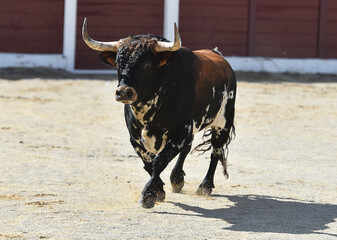 toro español en una plaza de toros en españa