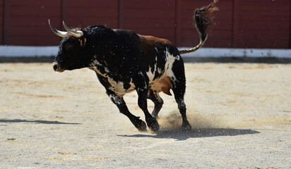 toro español en una plaza de toros en españa