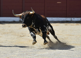 toro español en una plaza de toros en españa