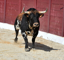 toro tipico español con grandes cuernos - 753931682