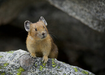 American Pika at the den entrance - Pikas are small rabbit-like mammals that live in talus slides at high elevation in western North America 
