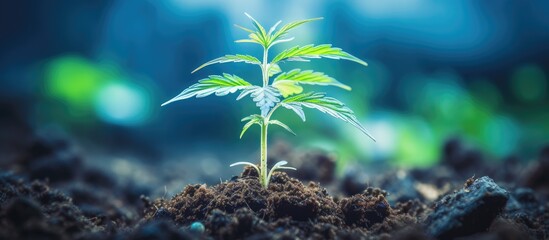 A small green cannabis plant is seen sprouting from the soil, showcasing the beginning stages of growth. The plant is a cultivar containing THC and CBD elements, often used for personal use and