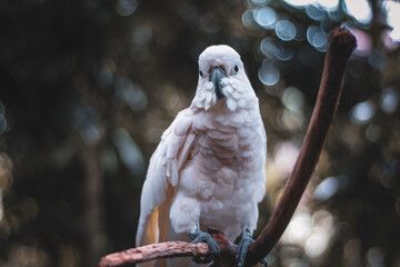 The chef's cockatoo is also known as the yellow-crested cockatoo, and belongs to the type of...