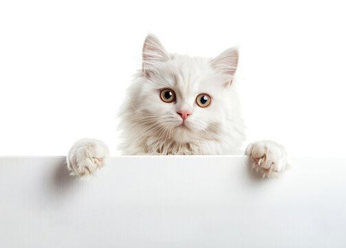 Cute white cat with curious face laying down holding white banner, copy space for the ad or discount banner