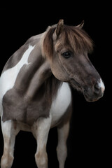 Obraz premium Freistehender Isländer Schecke im Studio mit schwarzem Hintergrund als Hochformat