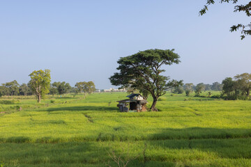 Views of the countryside and crop fields in the Dambulla region in the Central Province of Sri Lanka