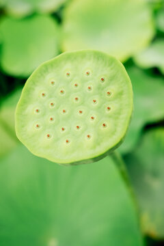 Lotus 