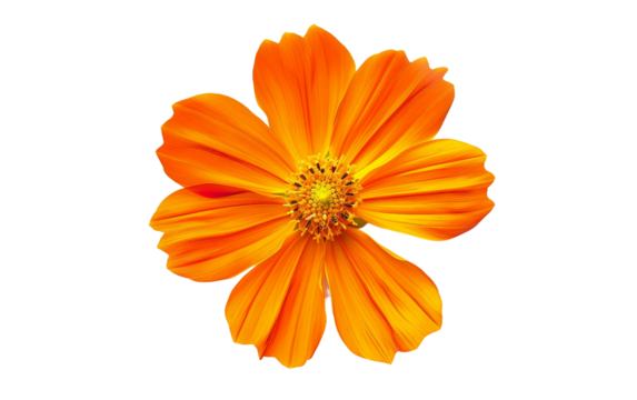 Cosmos Flourishing in Daisy Like Glory Isolated on Transparent Background PNG.