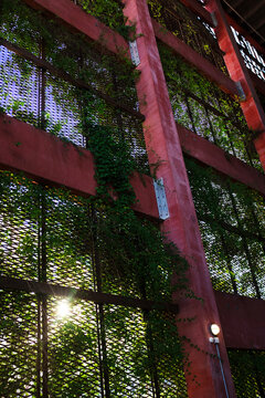 Green plant ivu vine wall and soft evening sunlight