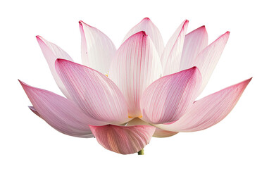 Blushing Beauty Pink Lotus Delicate Petals Isolated on Transparent Background PNG.