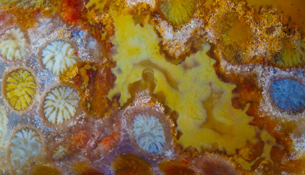 Agatized fossil coral symbiosis of agate and crystal