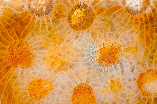 Agatized fossil coral symbiosis of agate and crystal