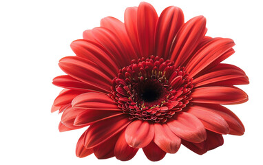 Enchanting Elegance Red Gerbera Daisy Bold Charm Isolated on Transparent Background PNG.