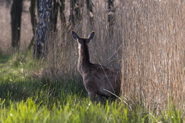 Beautiful deer Cervus elaphus in a beautiful pose, female deer doe in the game refuge, nature reserve, overgrown pond